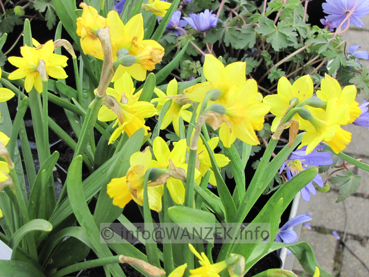 Narcissus botanicus Tete a Tete 07.JPG